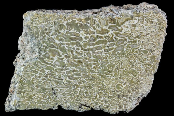 Polished Dinosaur Bone (Gembone) Section - Morocco #107035